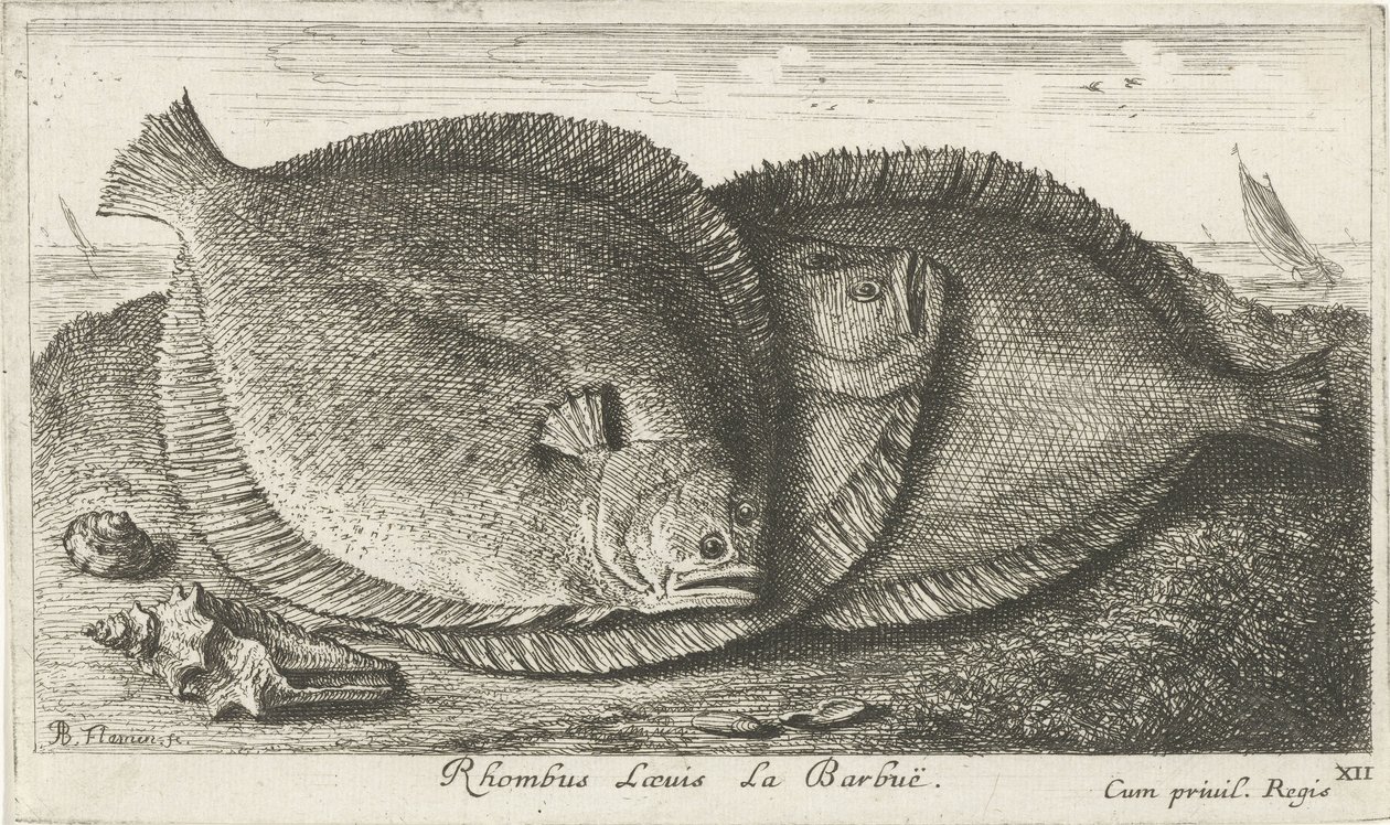 Três pintos na praia
Rhombus Laeuis La Barbuë (título sobre o objecto)
Peixes e outros animais marinhos - terceira série de água salgada (título da série)
Poissons de mer (título da série) de Albert Flamen