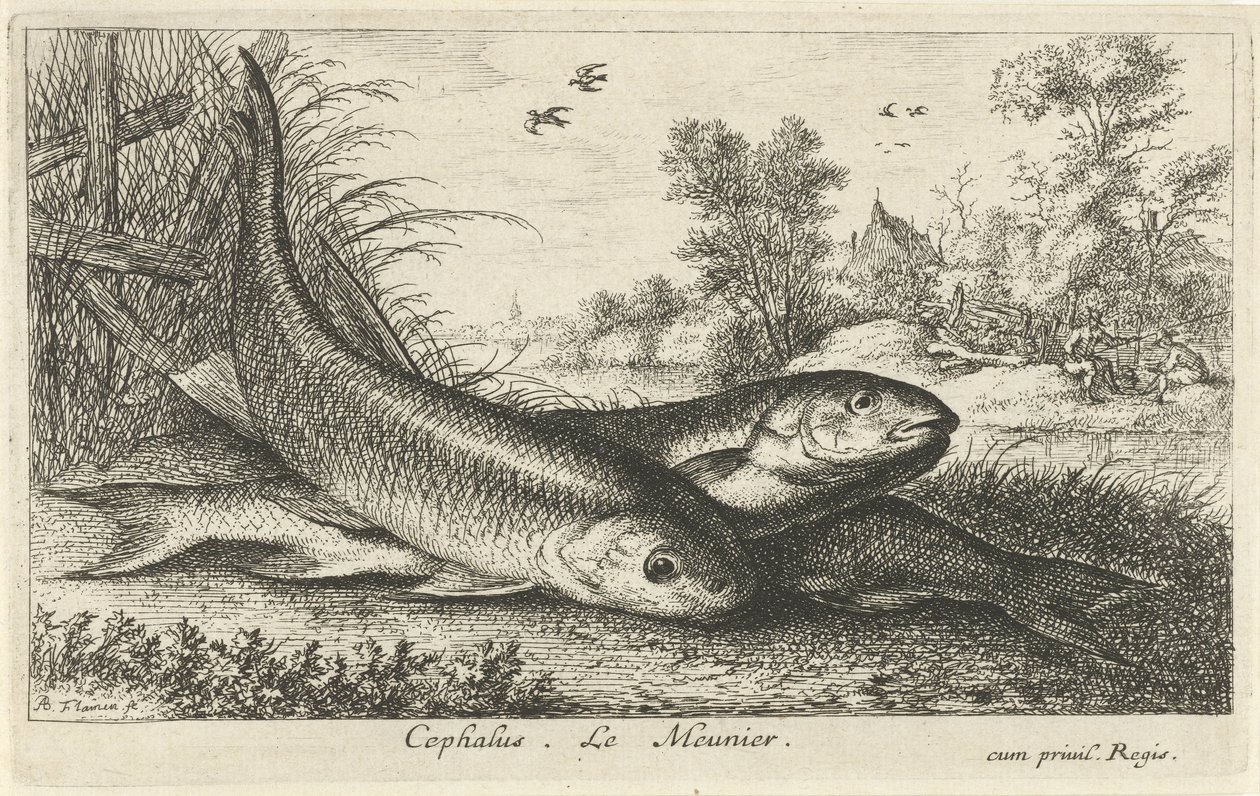 Três gorduchos na margem de um rio
Cephalus. Le Meunier. (título sobre o objecto)
Peixes e outros animais marinhos - primeira série de água doce (título da série)
Diverses Especes de Poissons d