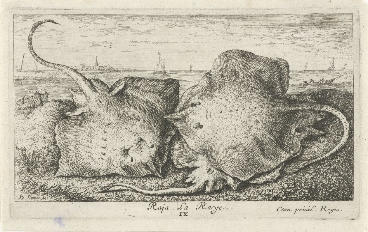 Três raios na praia
Raja. La Raye. (título sobre o objecto)
Peixes e outros animais marinhos - água salgada segunda série (título da série)
Poissons de mer (título da série) de Albert Flamen