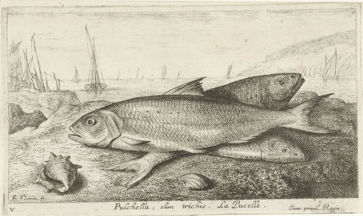 Três peixes na praia Pulchella, olim trichis. La Pucelle. (título no objeto) Peixes e outras criaturas marinhas - primeira série de água salgada (título da série) Diverse Especes de Poissons de mer (título da série) de Albert Flamen