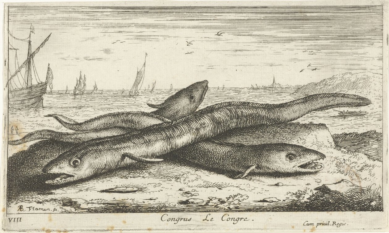 Três enguias do mar na praia Congresso Le Congresso. (título no objeto) Peixes e outras criaturas marinhas - primeira série de água salgada (título da série) Diverse Especes de Poissons de mer (título da série) de Albert Flamen