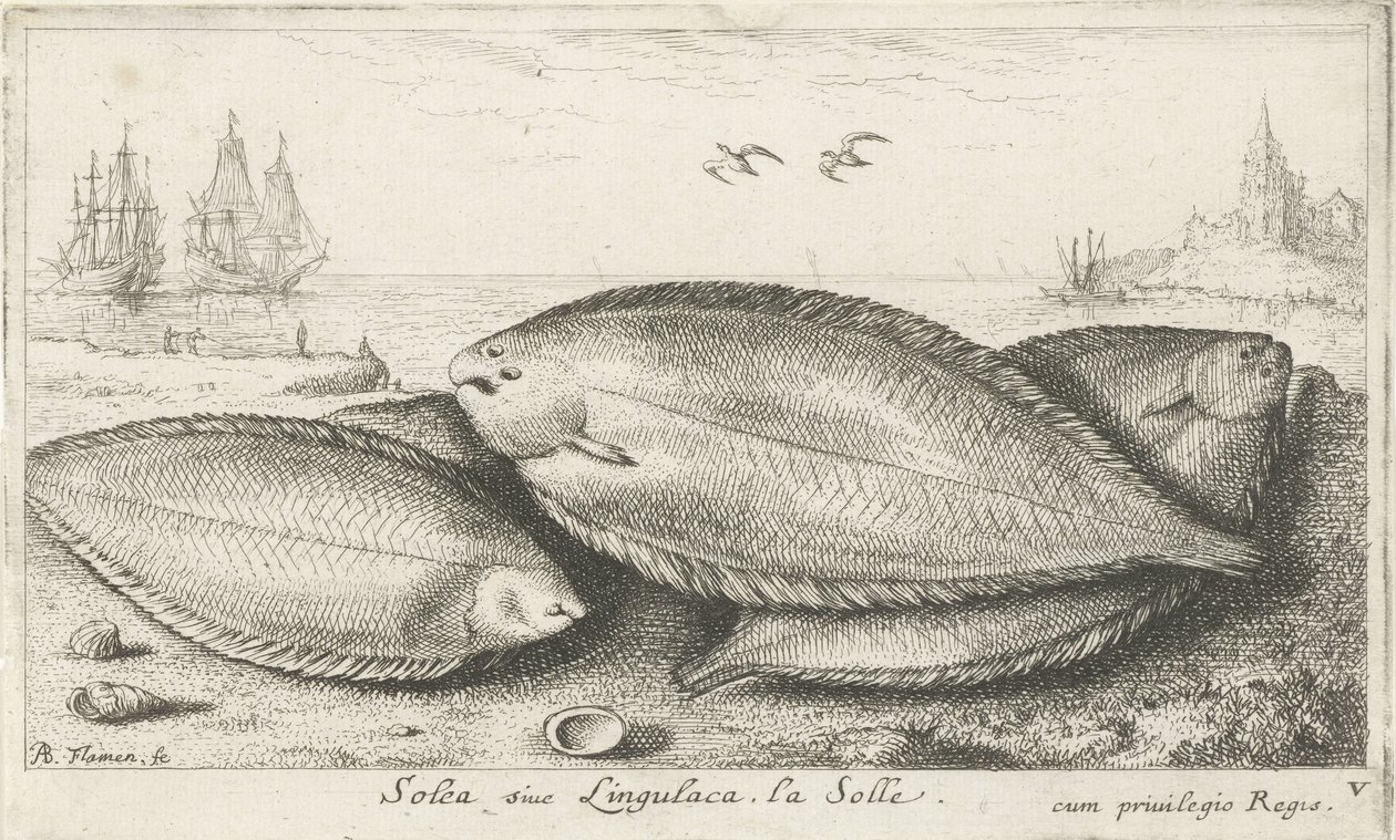 Três solas na praia Solea siue Lingulaca. La Solle. (título no objeto) Peixes e outras criaturas marinhas - terceira série de água salgada (título da série) Poissons de mer (título da série) de Albert Flamen