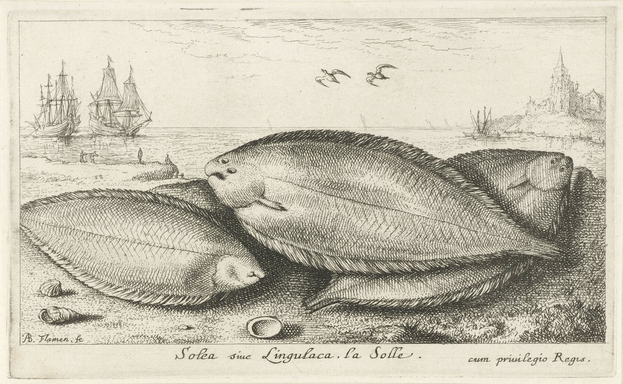 Três línguas de mar na praia
Solea siue Lingulaca. La Solle. (título sobre o objecto)
Peixes e outros animais marinhos - terceira série de água salgada (título da série)
Poissons de mer (título da série) de Albert Flamen