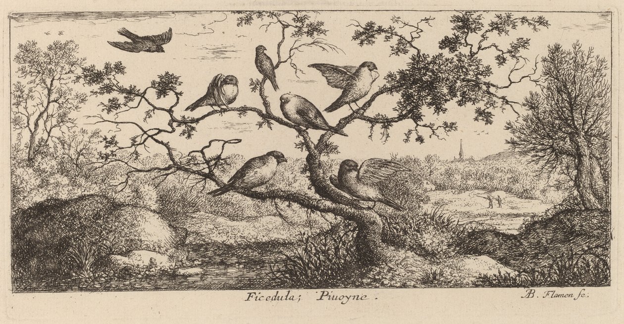 Ficedula, o Bullfinch de Albert Flamen