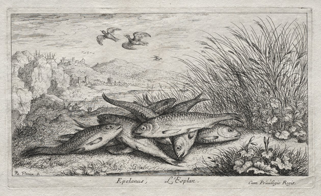 Peixes de Água Doce, Parte II: Epelanus, L