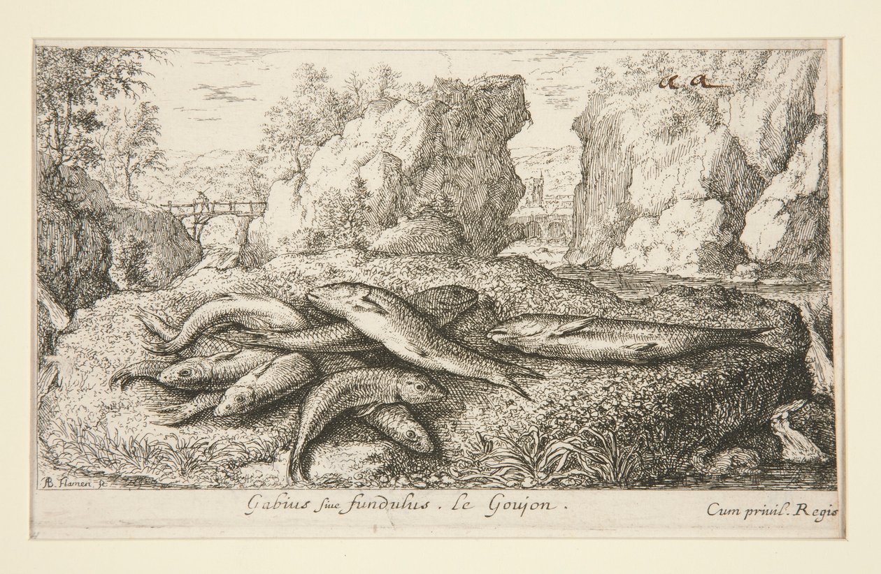 Gabius siue fundulus. Le Goujon de Albert Flamen