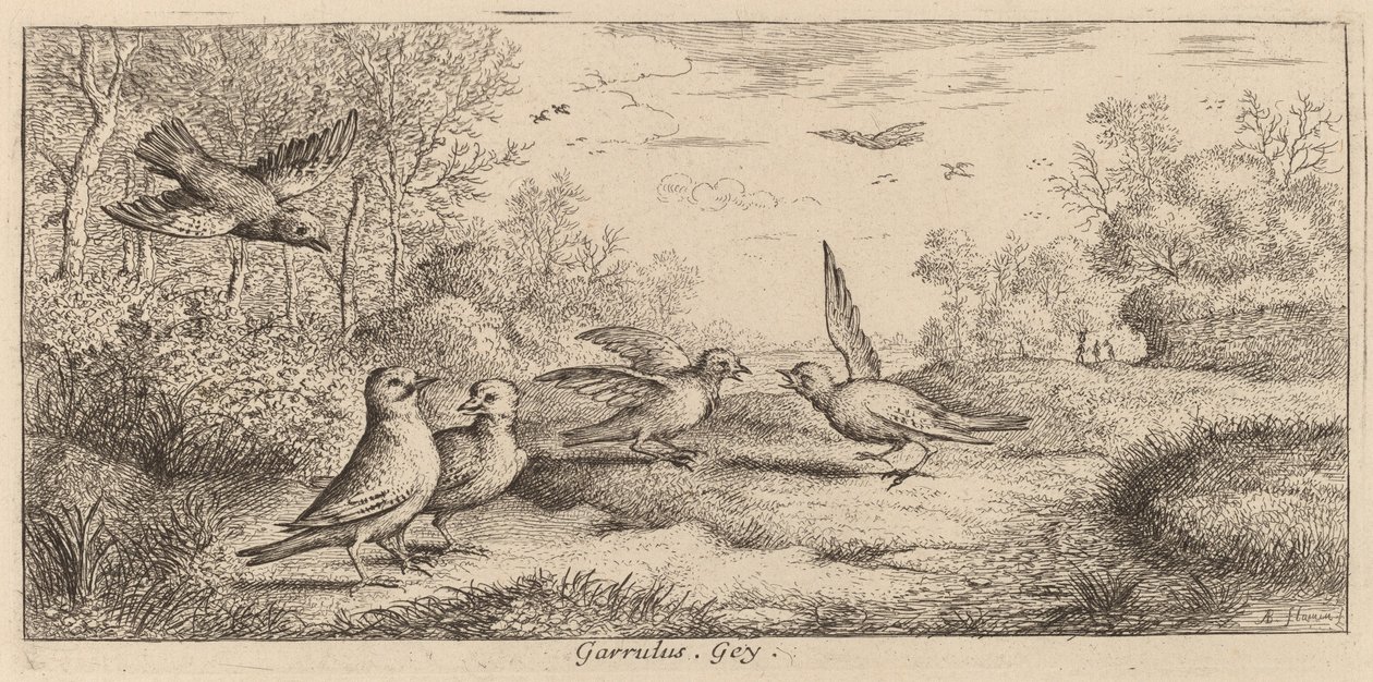 Garrulus, O Jay de Albert Flamen