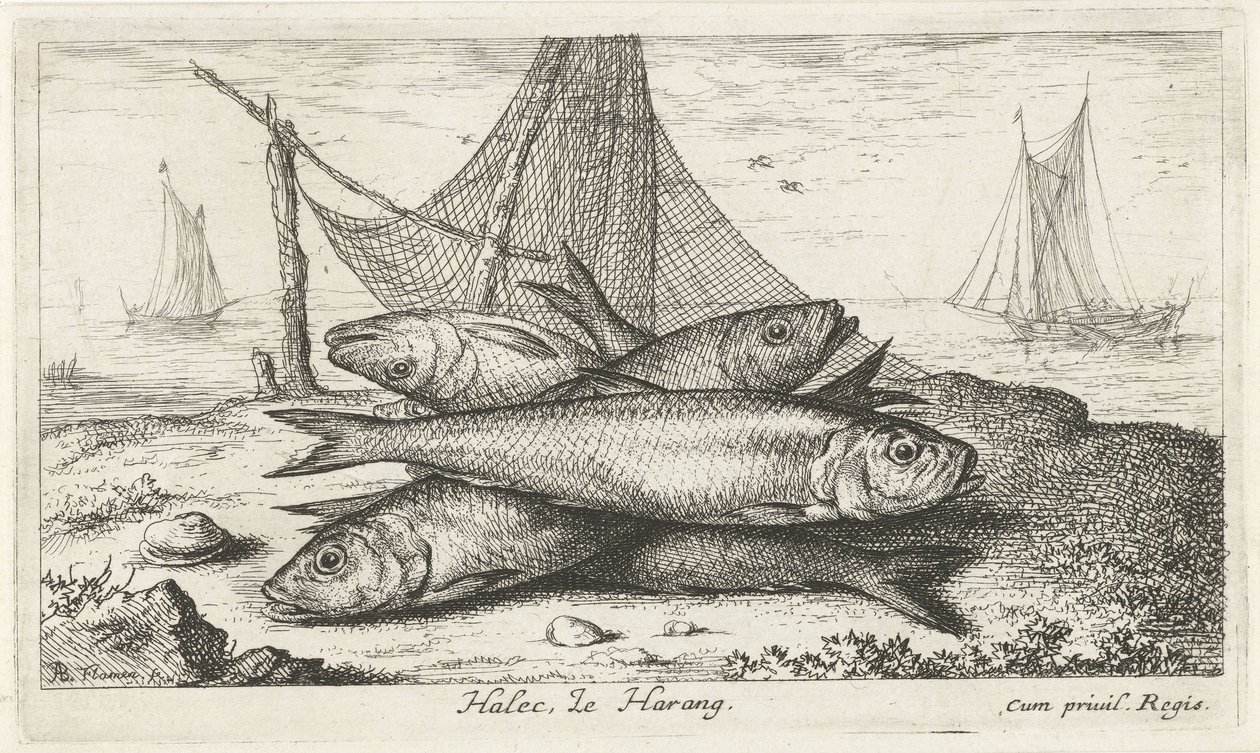Arenque numa rede de pesca
Halec, Le Harang. (título sobre o objecto)
Peixes e outros animais marinhos - água salgada segunda série (título da série)
Poissons de mer (título da série) de Albert Flamen