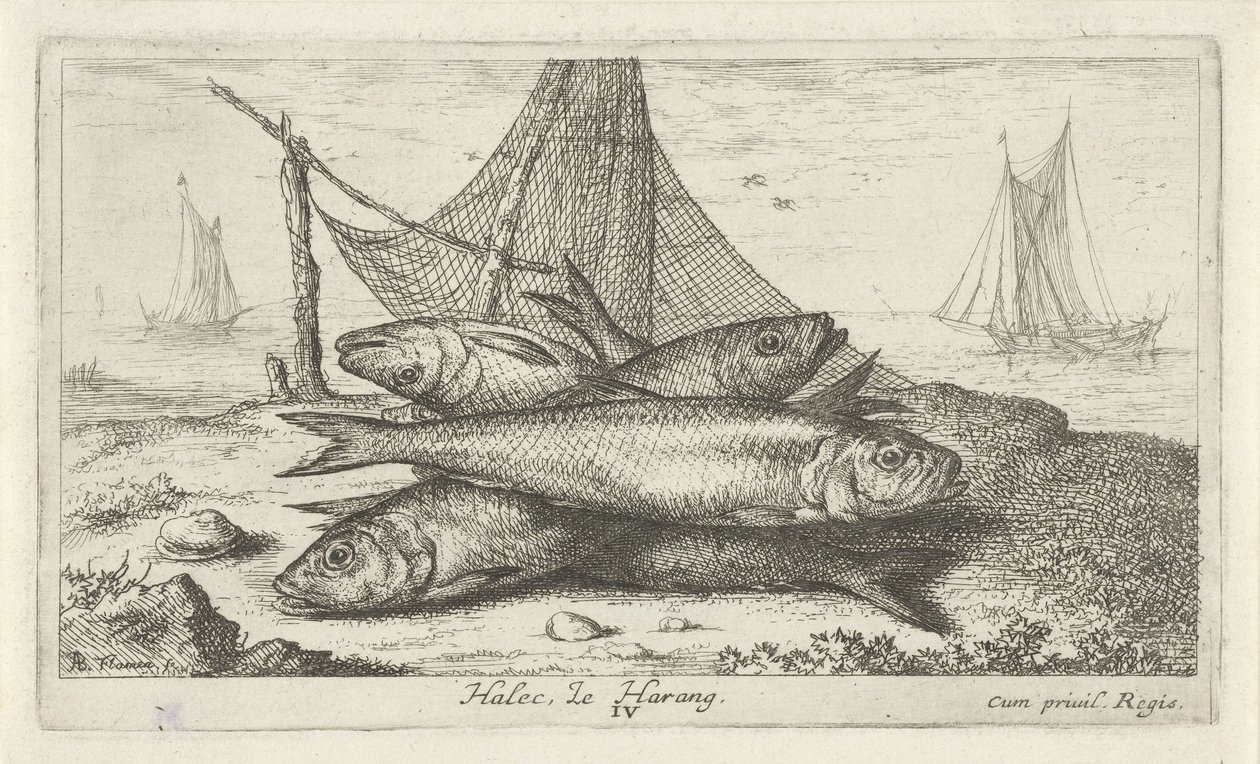 Arenque numa rede de pesca
Halec, Le Harang. (título sobre o objecto)
Peixes e outros animais marinhos - água salgada segunda série (título da série)
Poissons de mer (título da série) de Albert Flamen