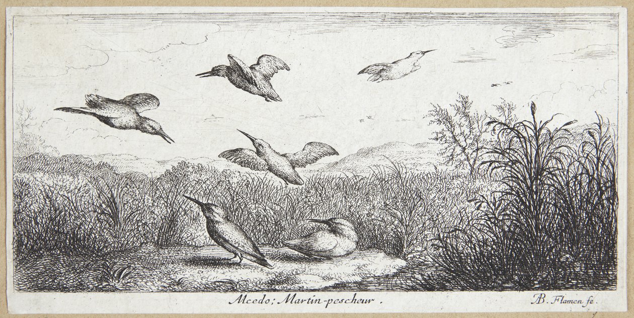 O Rei Pescador (Alcedo) de Albert Flamen