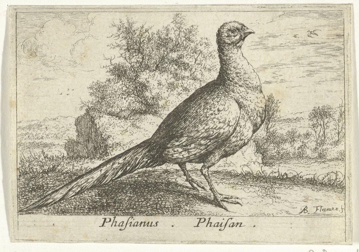 Landschap conheceu fazant Faisão Faisão. (título no objeto) Treze pássaros (título da série) Diferentes Espécies de Aves (título da série) de Albert Flamen