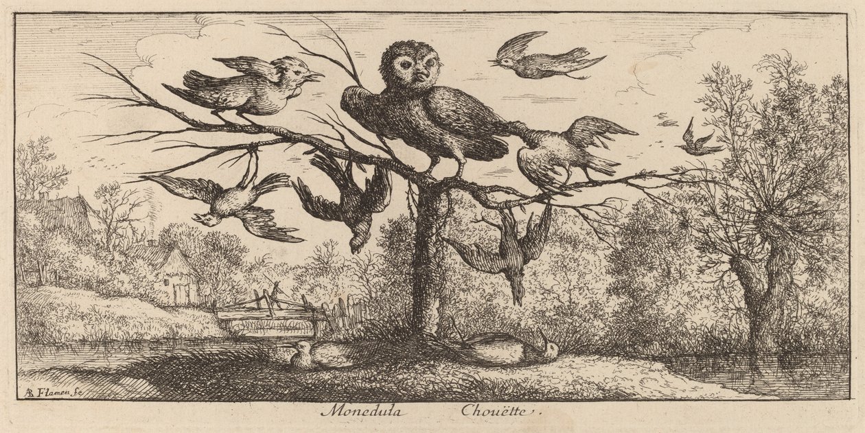 Monedula, a coruja de Albert Flamen