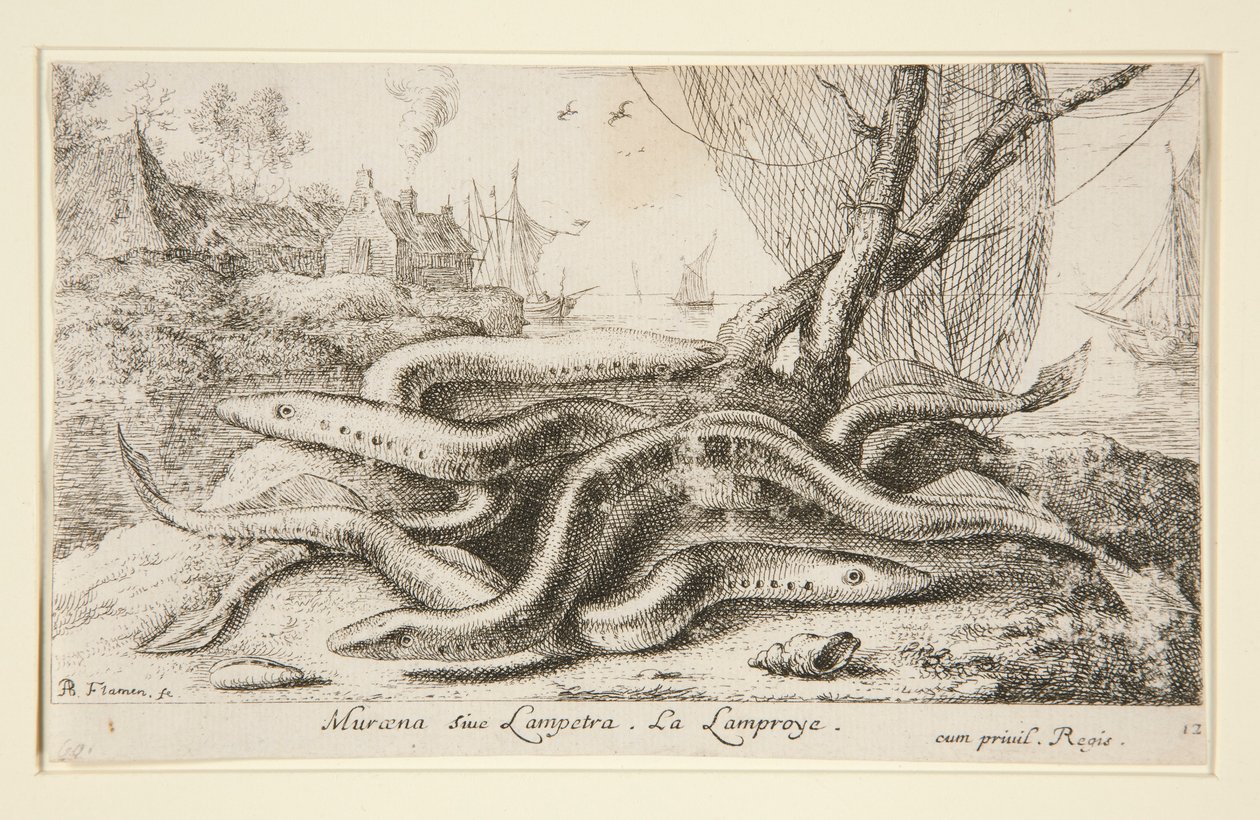 Muraena ou Lampetra. La Lamproye de Albert Flamen