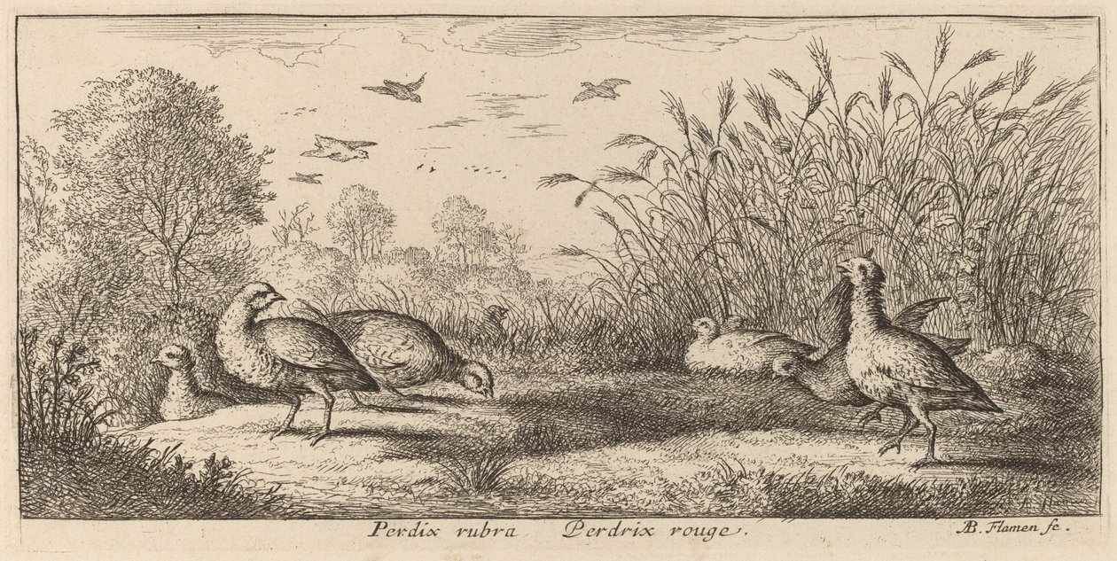 Pedrix rubra, a perdiz de patas vermelhas de Albert Flamen