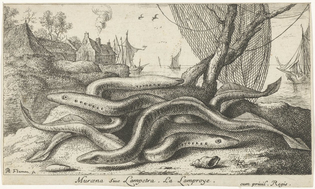 Lampreias de rio numa margem
Muraena siue Lampetra. La Lamproye. (título sobre o objecto)
Peixes e outros animais marinhos - segunda série de água doce (título da série)
Seconde partie de Poissons d