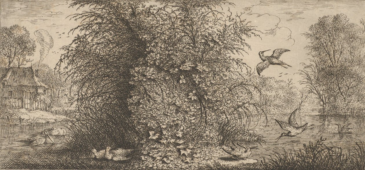 Rusticula minor, Beccassine The Snipe: Livre d