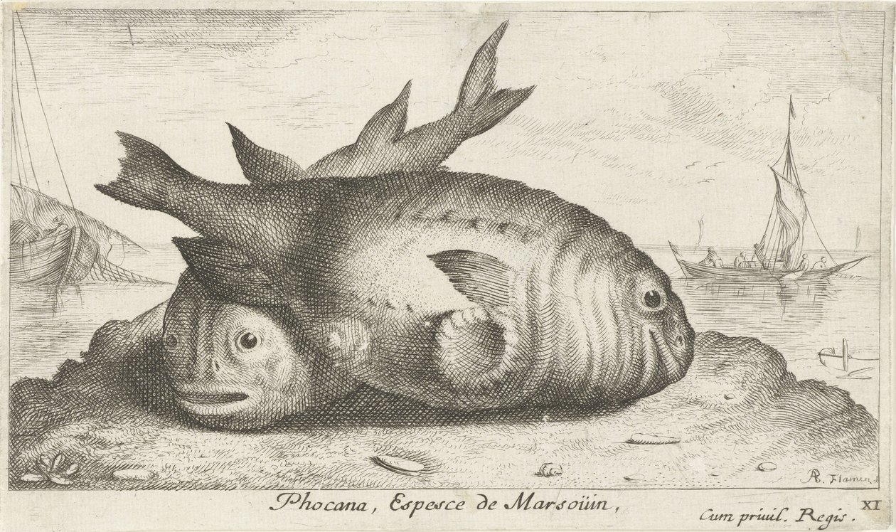 Dois botos na praia
Phocana, Espesce de Marsoüin, (título sobre o objecto)
Peixes e outros animais marinhos - terceira série de água salgada (título da série)
Poissons de mer (título da série) de Albert Flamen