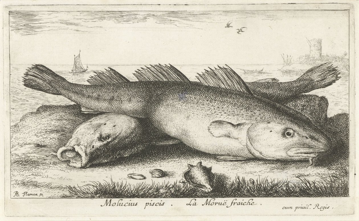 Dois kabeljouwen na praia
Molucius piscis. Le Moruë fraiche. (título sobre o objecto)
Peixes e outros animais marinhos - água salgada segunda série (título da série)
Poissons de mer (título da série) de Albert Flamen