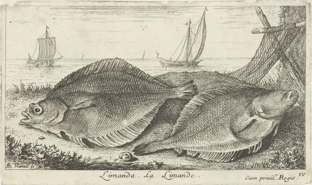 Dois dabs na praia
Limanda. La Limande. (título sobre o objecto)
Peixes e outros animais marinhos - terceira série de água salgada (título da série)
Poissons de mer (título da série) de Albert Flamen