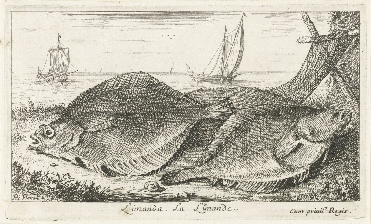 Dois dabs na praia
Limanda. La Limande. (título sobre o objecto)
Peixes e outros animais marinhos - terceira série de água salgada (título da série)
Poissons de mer (título da série) de Albert Flamen