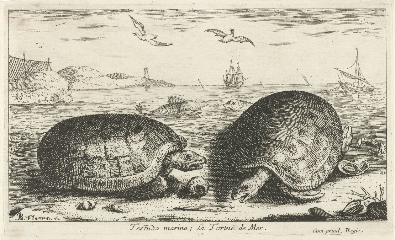 Duas tartarugas na praia
Testudo marina; La Tortuë de Mer (título sobre o objecto)
Peixes e outros animais marinhos - água salgada segunda série (título da série)
Poissons de mer (título da série) de Albert Flamen