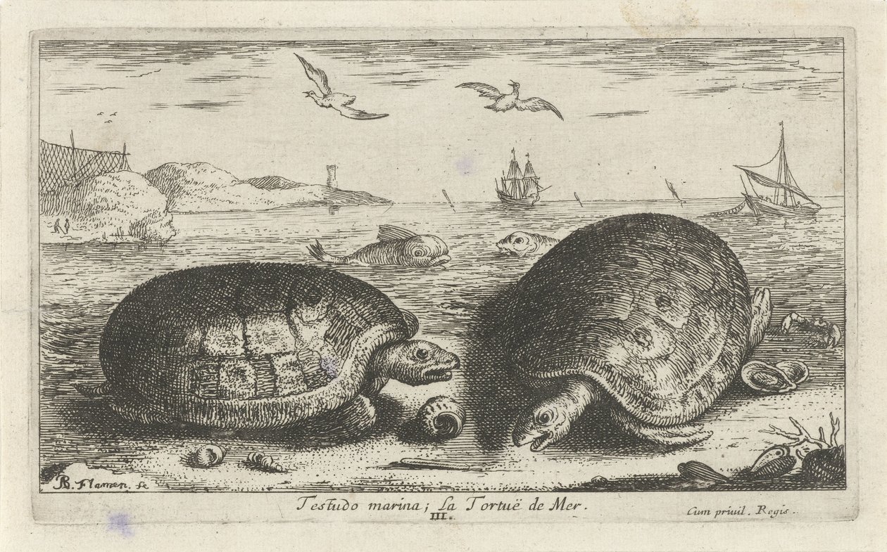 Duas tartarugas na praia
Testudo marina; La Tortuë de Mer (título sobre o objecto)
Peixes e outros animais marinhos - água salgada segunda série (título da série)
Poissons de mer (título da série) de Albert Flamen