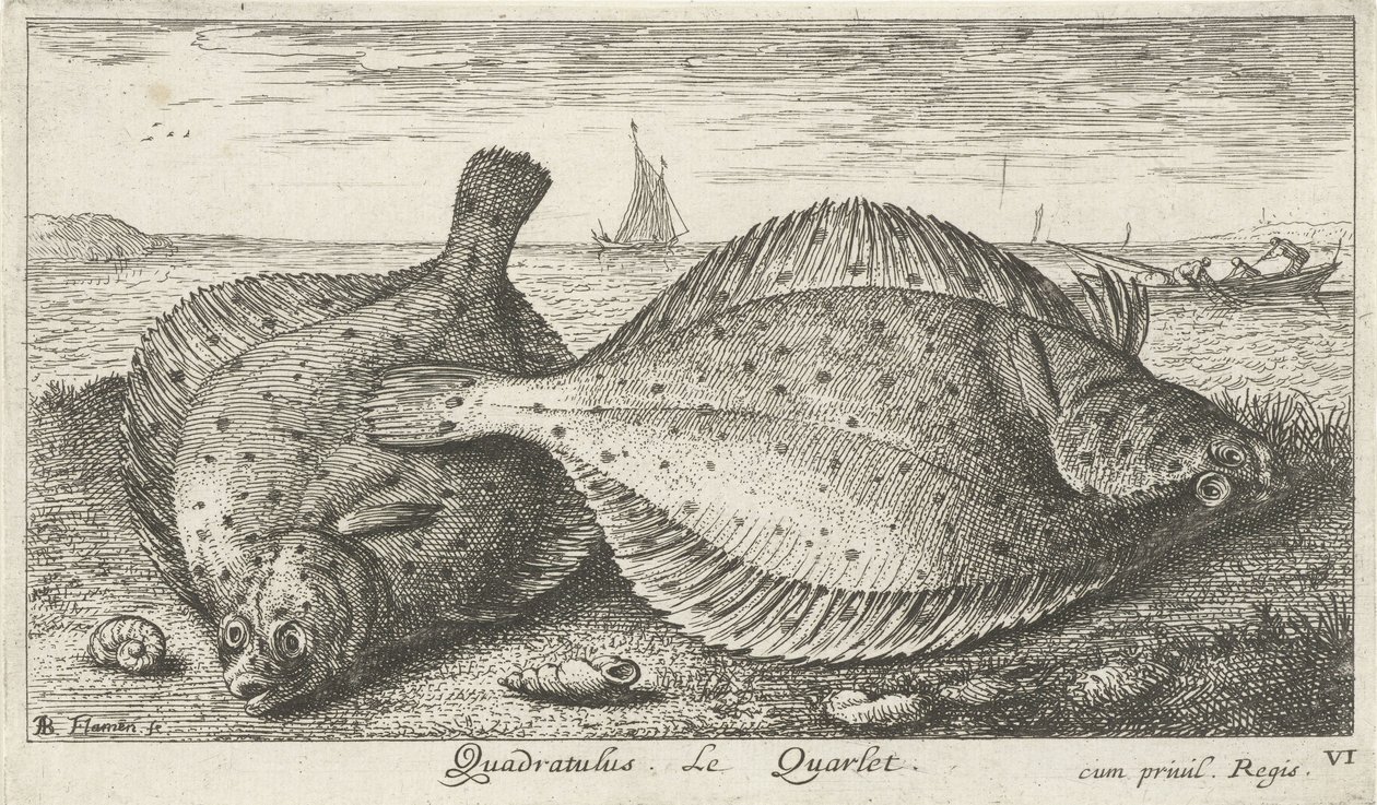Duas solhas na praia
Quadratulus. Le Quarlet. (título sobre o objecto)
Peixes e outros animais marinhos - terceira série de água salgada (título da série)
Poissons de mer (título da série) de Albert Flamen