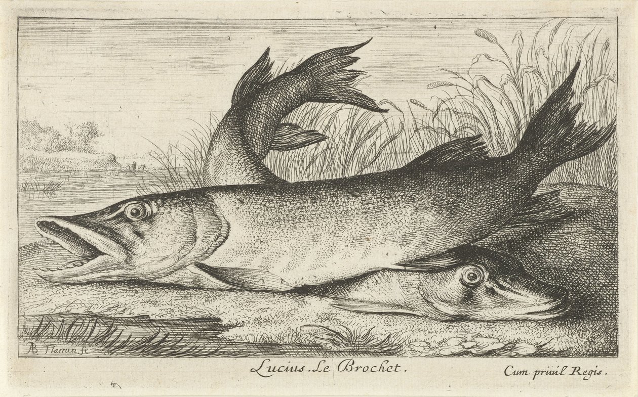 Dois piques na margem do rio Lúcio. Le Brochet. (título no objeto) Peixes e outras criaturas marinhas - primeira série de água doce (título da série) Diverse Especes de Poissons d