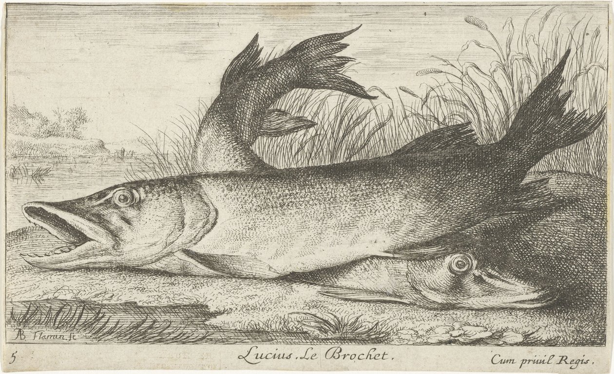 Dois lúcios na margem de um rio
Lucius. Le Brochet (título sobre o objecto).
Peixes e outros animais marinhos - primeira série de água doce (título da série)
Diverses Especes de Poissons d