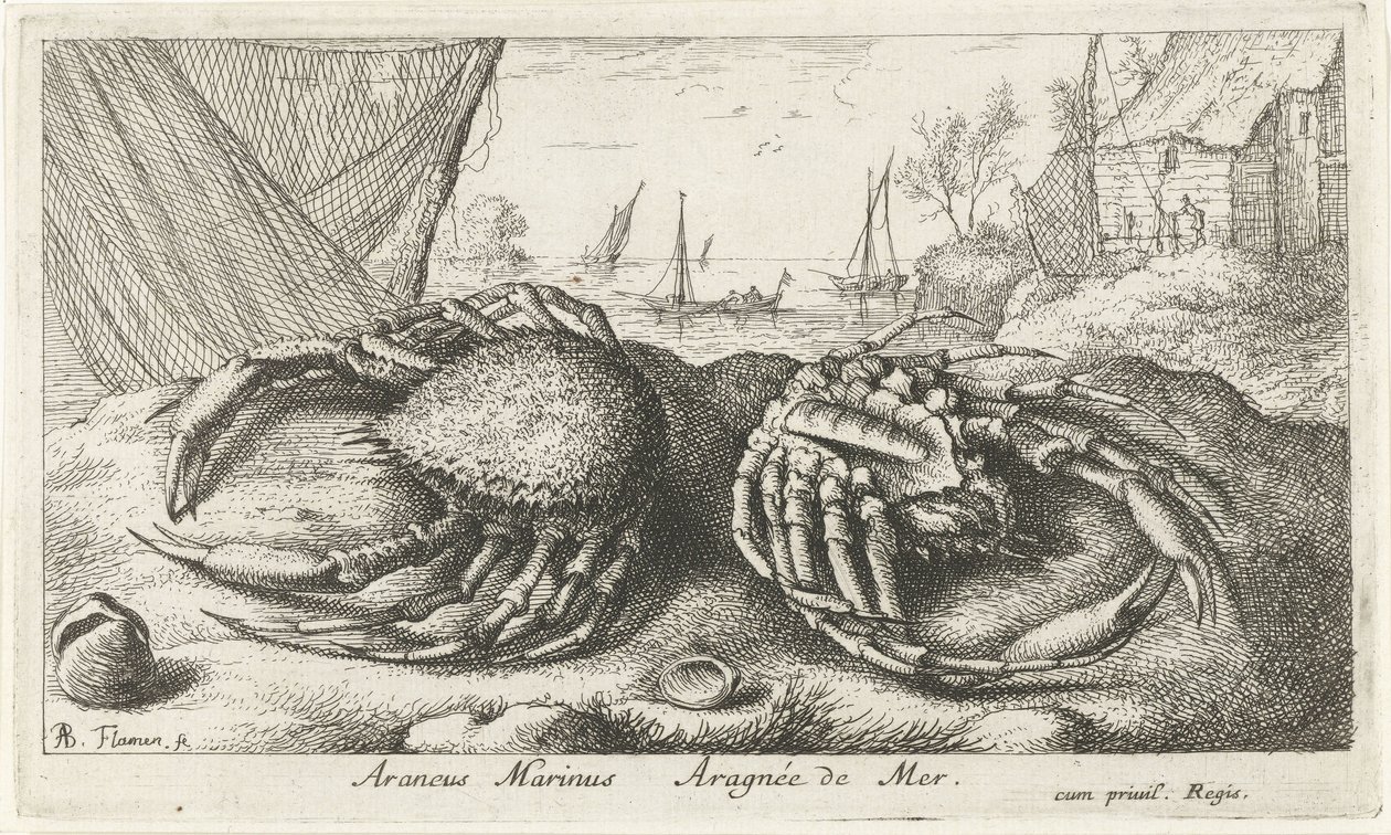 Dois caranguejos-aranha perto de uma rede de pesca Araneus Marinus Aragnée de Mer (título no objeto) Peixes e outras criaturas marinhas - segunda série de água salgada (título da série) Poissons de mer (título da série) de Albert Flamen