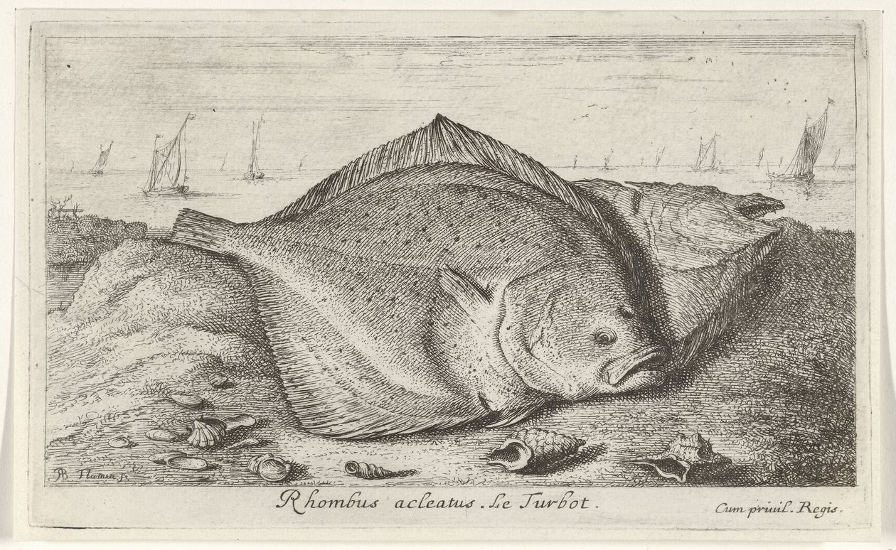 Dois pregados na praia Rhombus acleatus. Le Turbot. (título no objeto) Peixes e outras criaturas marinhas - terceira série de água salgada (título da série) Poissons de mer (título da série) de Albert Flamen