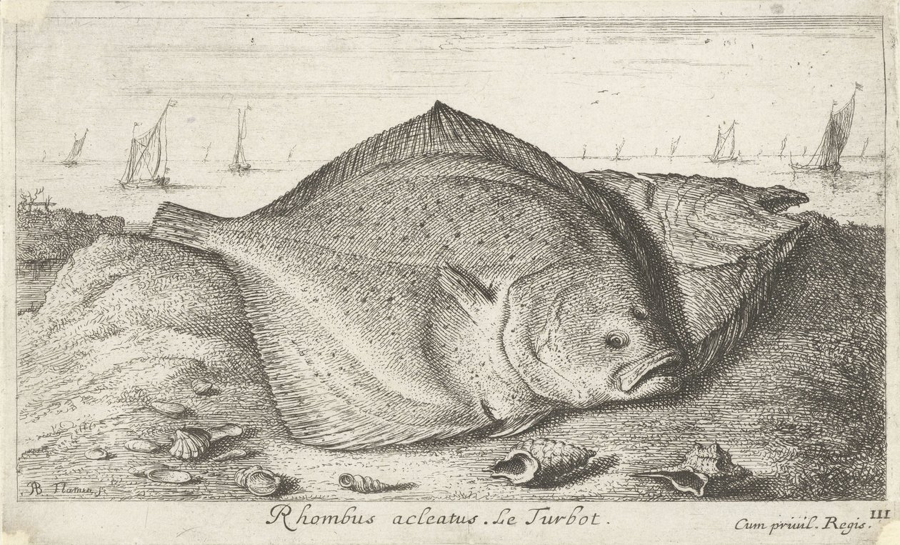 Dois pregados na praia
Rhombus acleatus. Le Turbot. (título sobre o objecto)
Peixes e outros animais marinhos - terceira série de água salgada (título da série)
Poissons de mer (título da série) de Albert Flamen