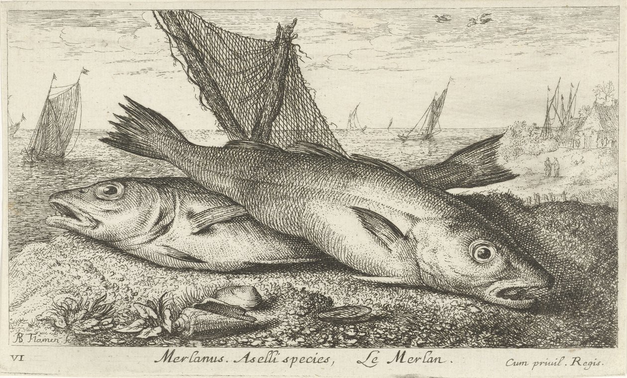 Dois badejos na praia
Merlanus. Espécie Aselli, Le merlan (título sobre o objecto).
Peixes e outros animais marinhos - primeira série de água salgada (título da série)
Diverses Especes de Poissons de mer (título da série) de Albert Flamen