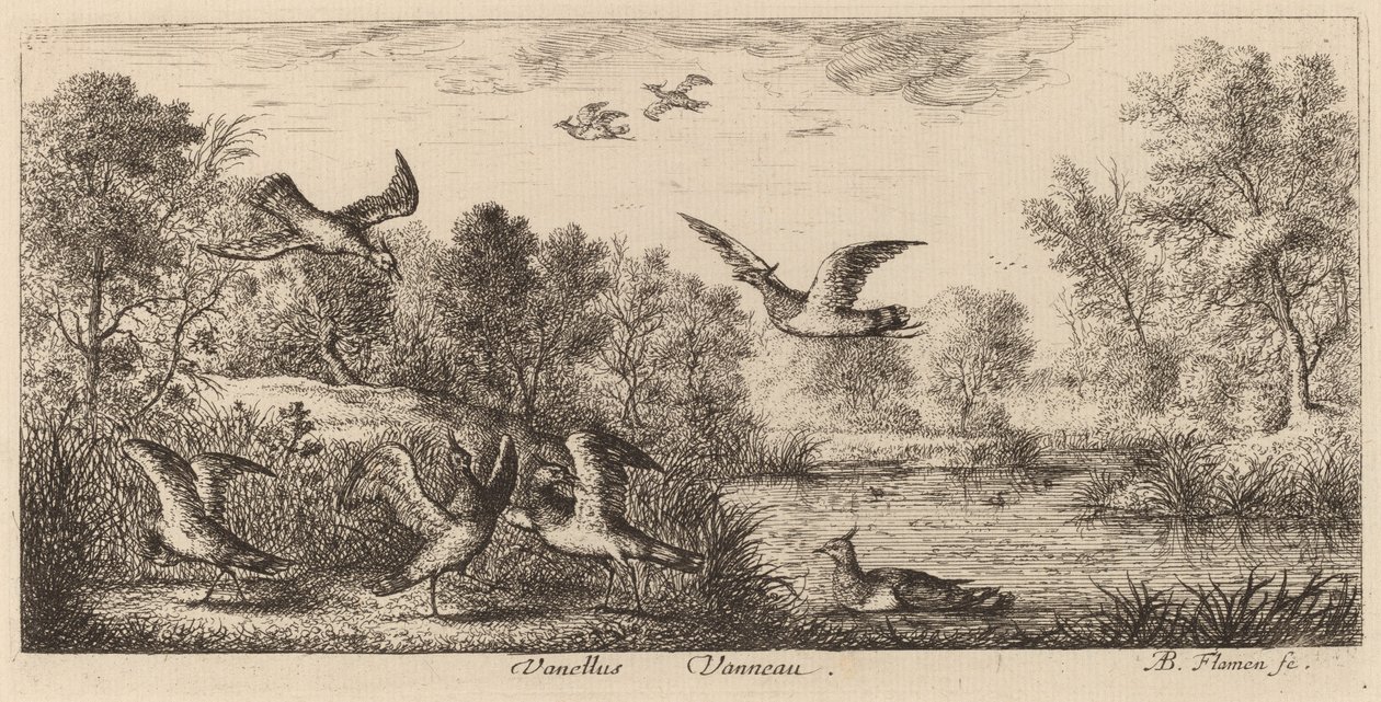 Vanellus, O Abibe de Albert Flamen