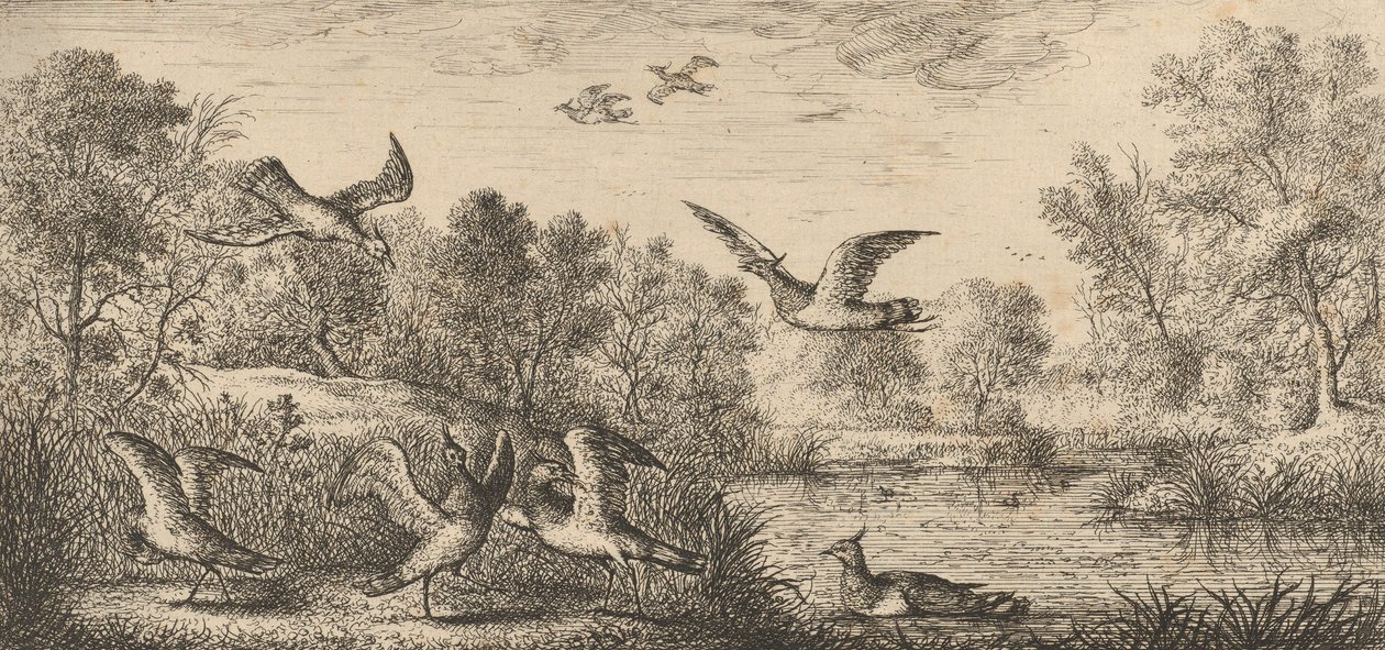 Vanellus, Vanneau O Abibe: Livre d