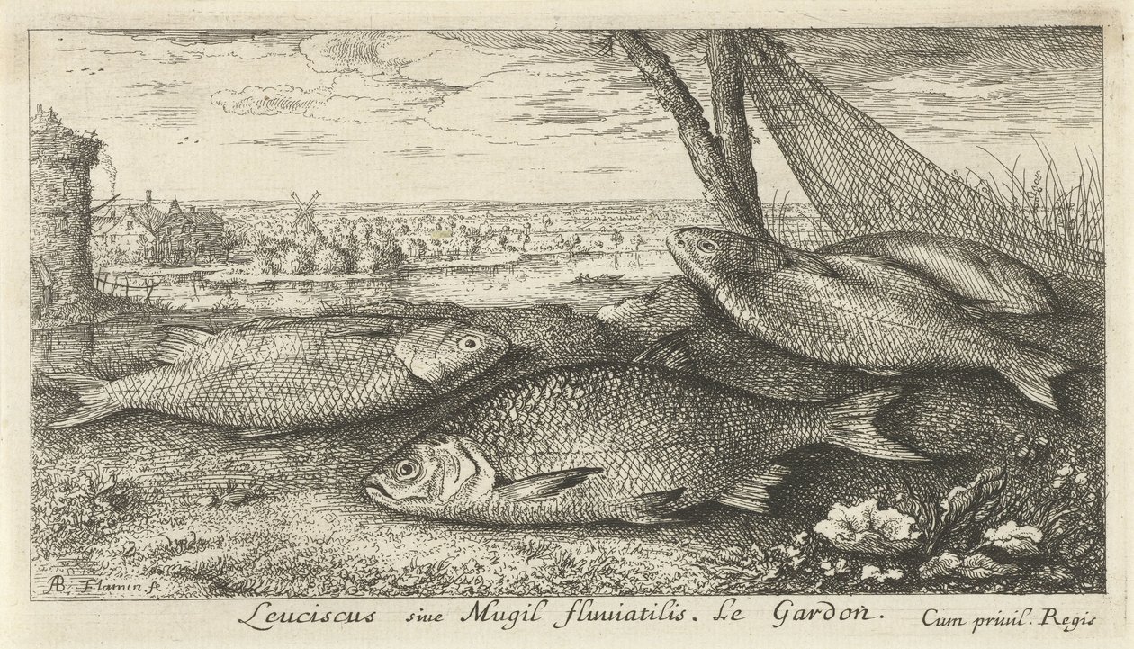 Quatro frentes brancas perto de uma rede de pesca
Leuciscus siue Mugil fluuiatilus. Le Gardon. (título sobre o objecto)
Peixes e outros animais marinhos - primeira série de água doce (título da série)
Diverses Especes de Poissons d