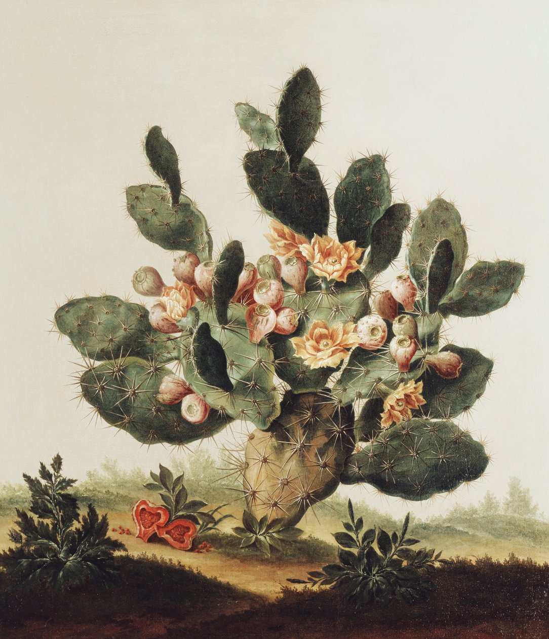 Ainda vida de um cacto de Albert van der Eeckhout