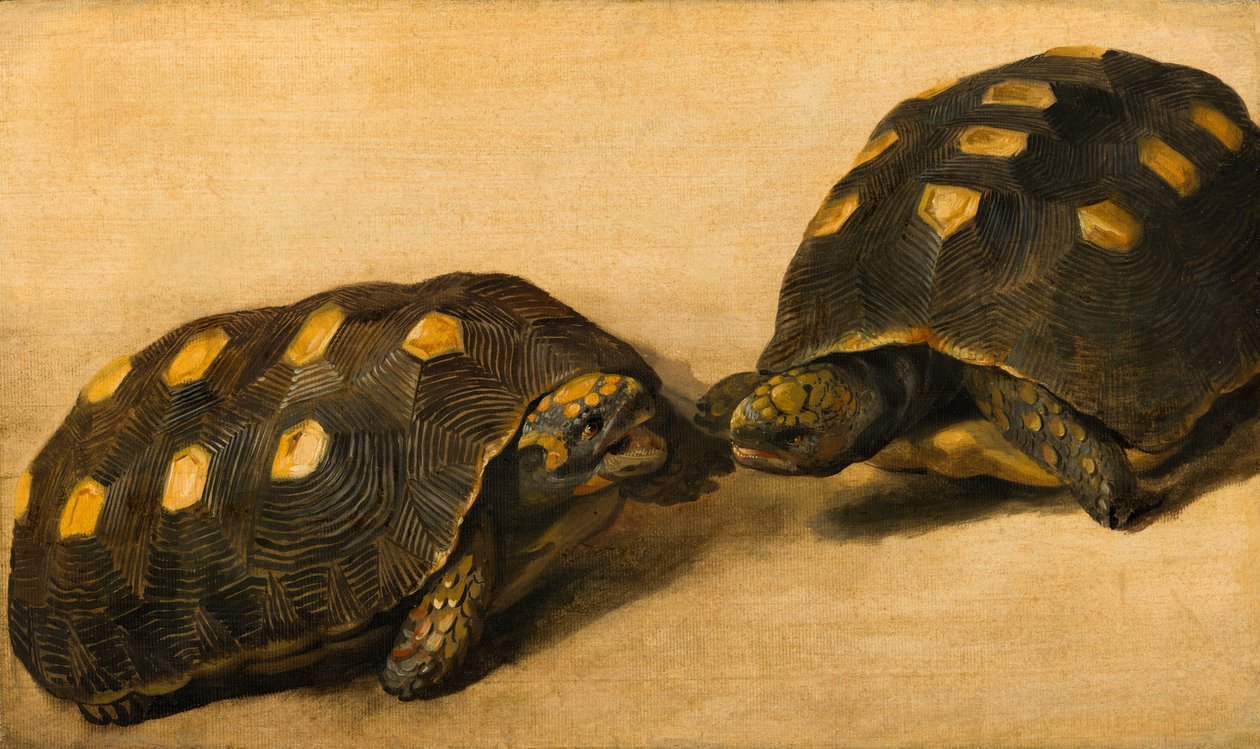 Estudo de Duas Tartarugas Brasileiras, c.1640 (tempera, guache sobre papel sobre painel) de Albert van der Eeckhout