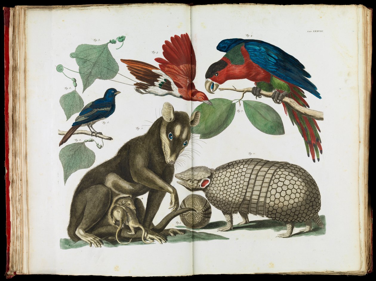 Molucca Opossum, Didelphis molucca e Armadillo, Tolypeutes matacus de Albertus Seba