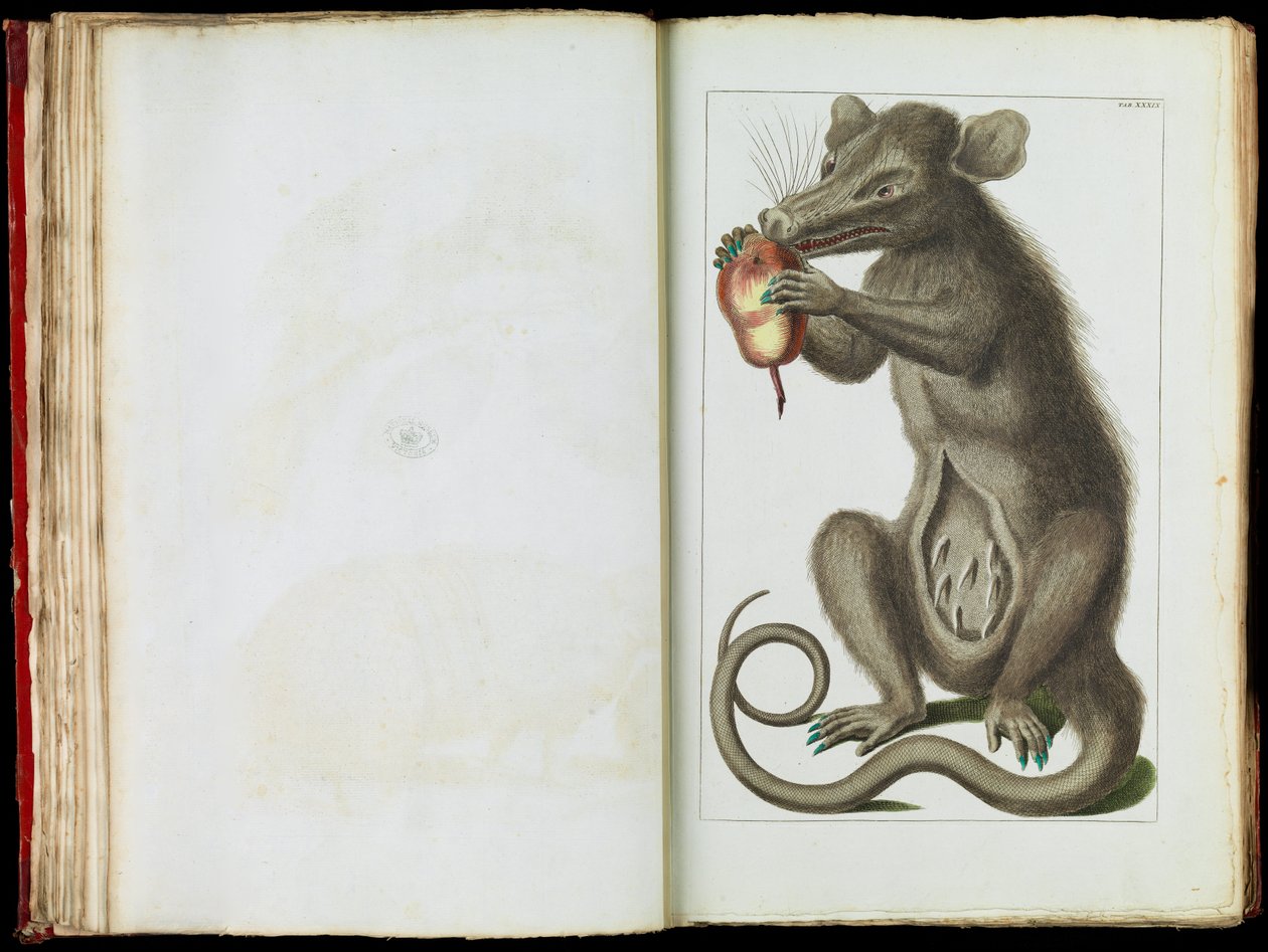 O gambá, Didelphimorphia de Albertus Seba