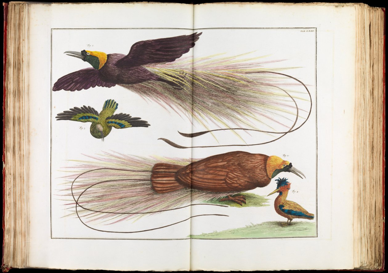 Aves do paraíso, Paradisaeidae de Albertus Seba