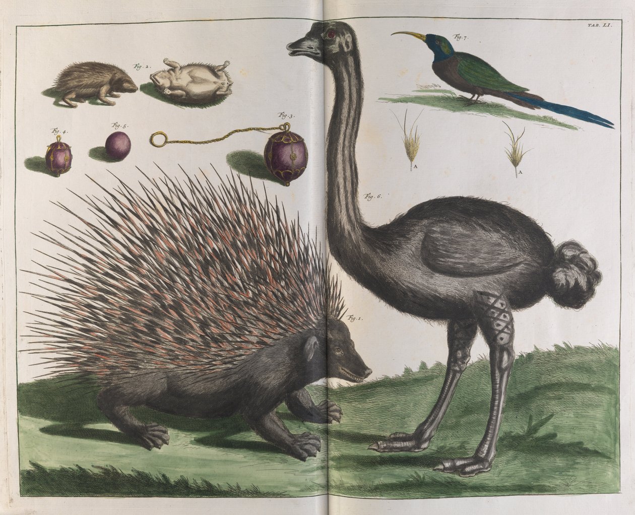 Malacca Hedgehog, Erinaceus malaccensis, e Avestruz, Struthio carmelis de Albertus Seba
