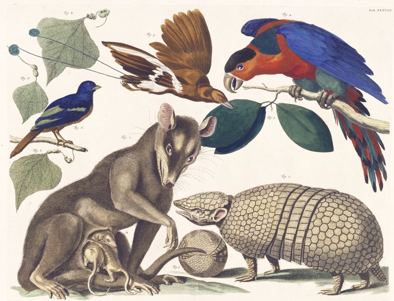 Tab. 38. Vol. I, a partir dos mais ricos tesouros coisas naturais, 1734-65 (gravura mão-colorida) de Albertus Seba