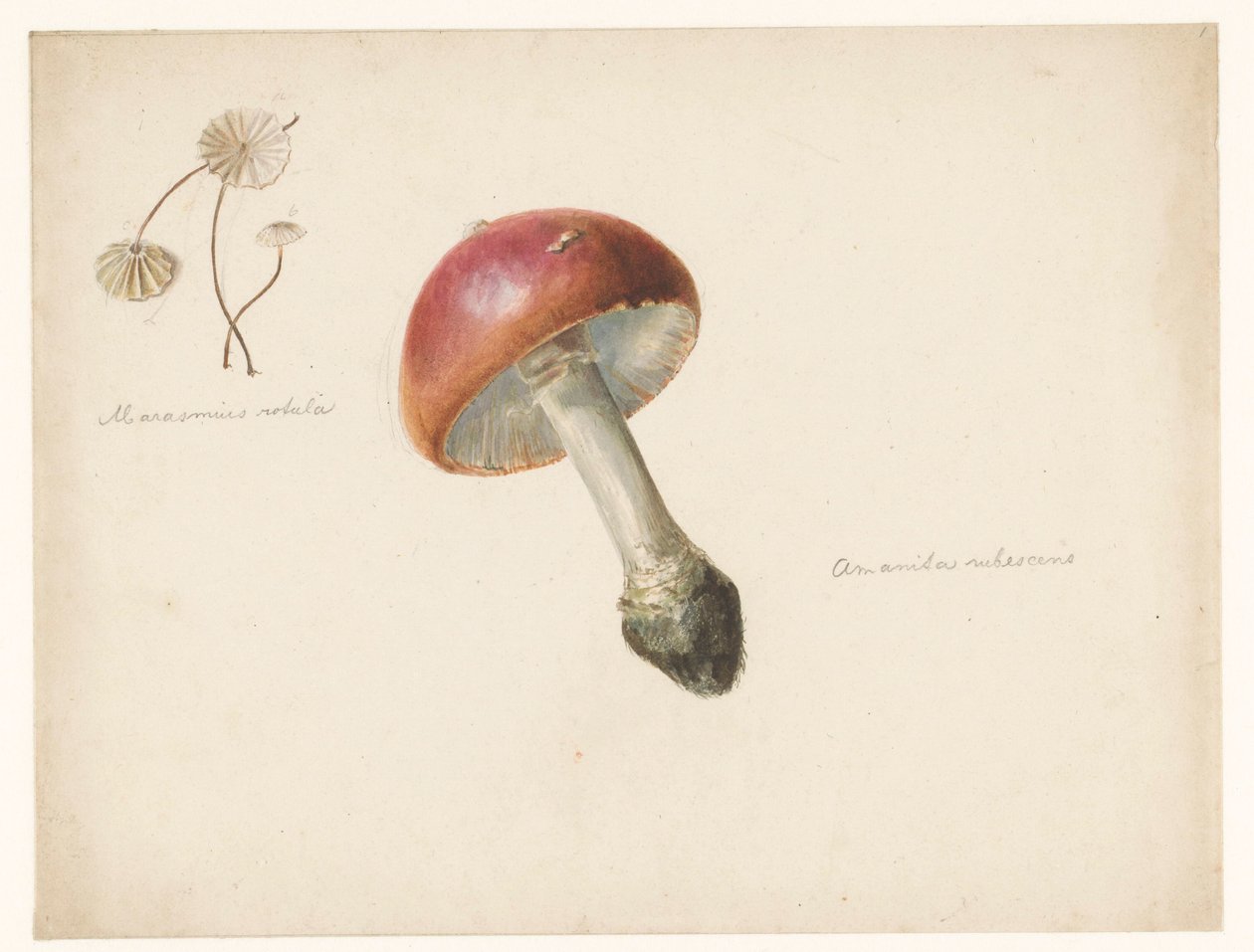 Folha de estudo com cogumelos, o Amanita Rubescens e o Marasmius Rotula de Albertus Steenbergen