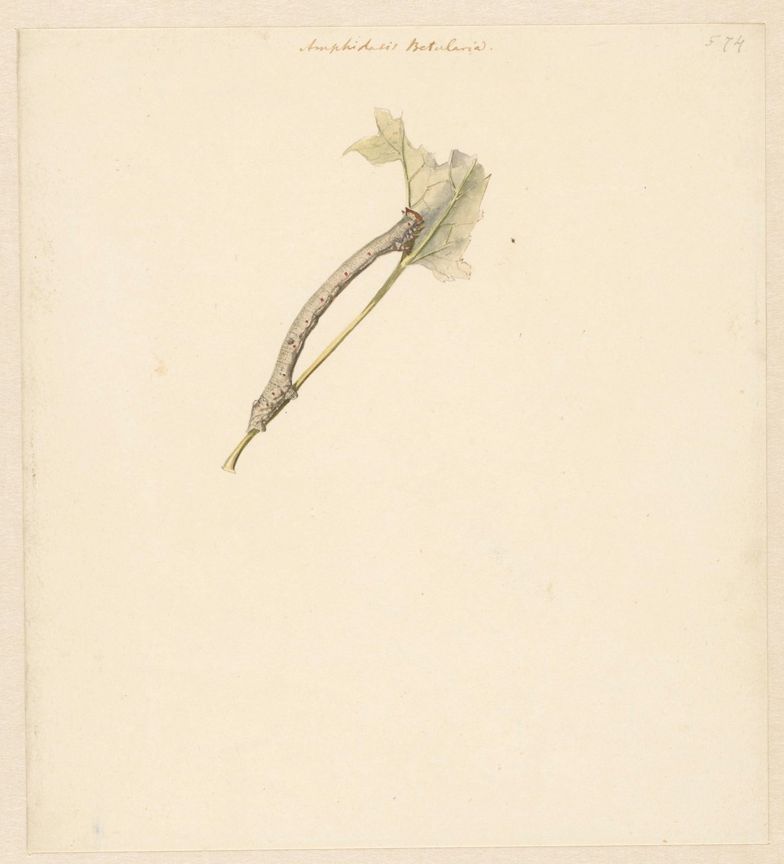 Studieblad com rups, Amphidiasis Betularia de Albertus Steenbergen