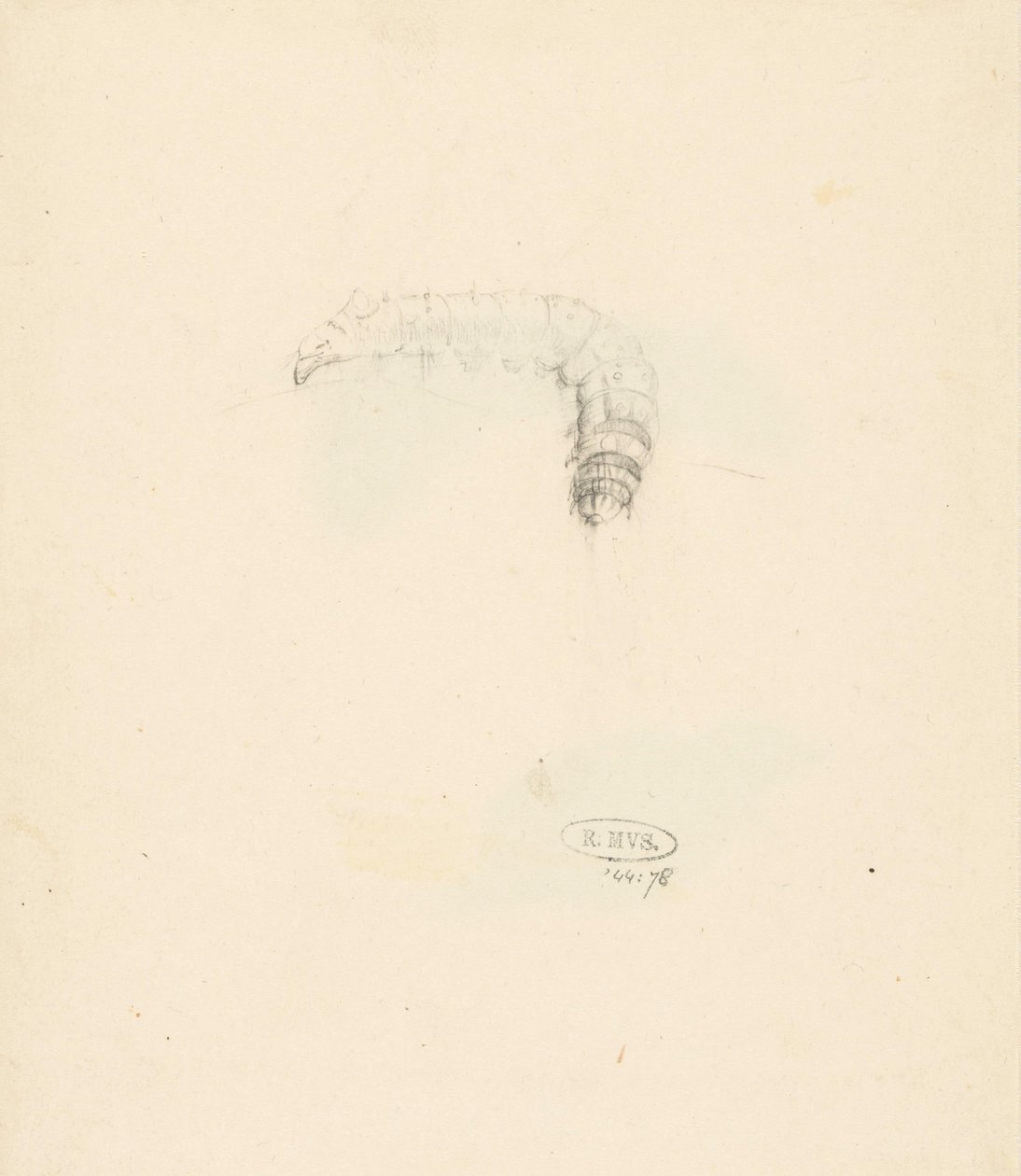 Studieblad com rups, Lasiocampa Quireifolia de Albertus Steenbergen