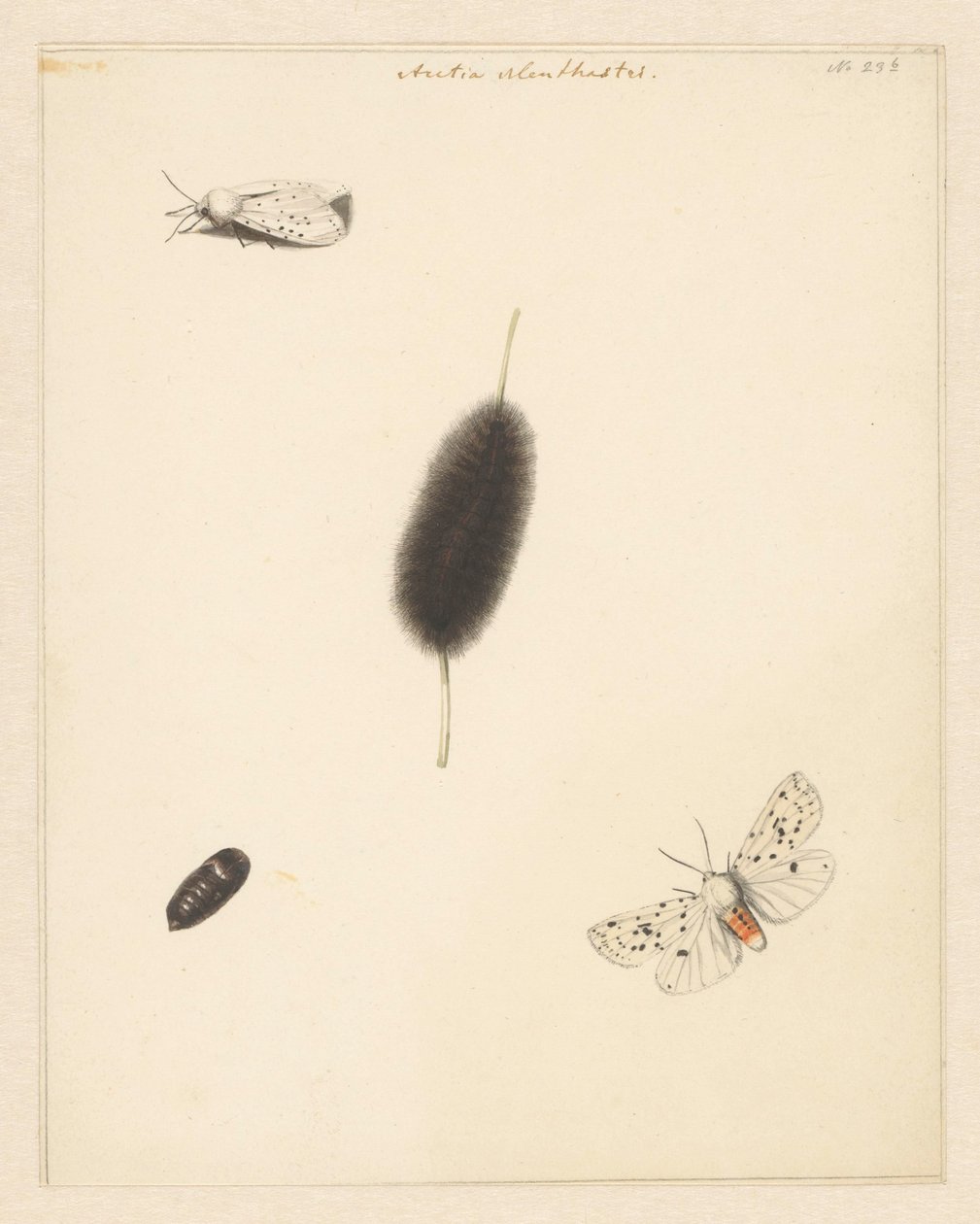 Folha de estudo com lagarta, casulo e mariposa com asas abertas da Aretia Menthastri de Albertus Steenbergen
