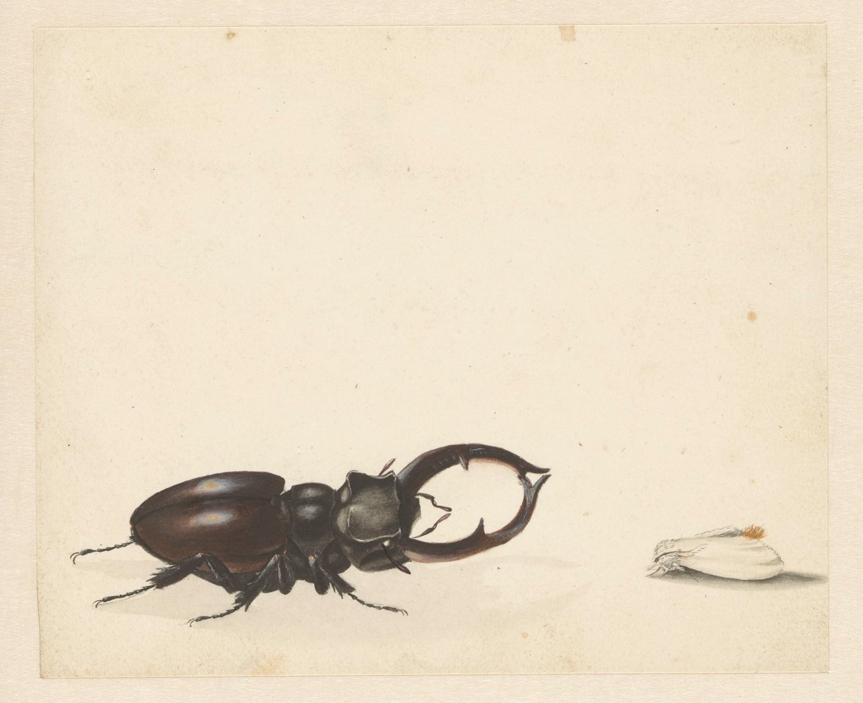 Folha de estudo com veado voador e mariposa recém-nascida de Albertus Steenbergen