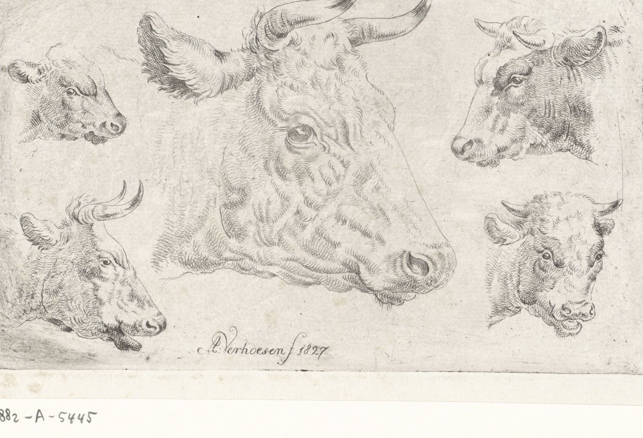 Cinco cabeças de vacas de Albertus Verhoesen