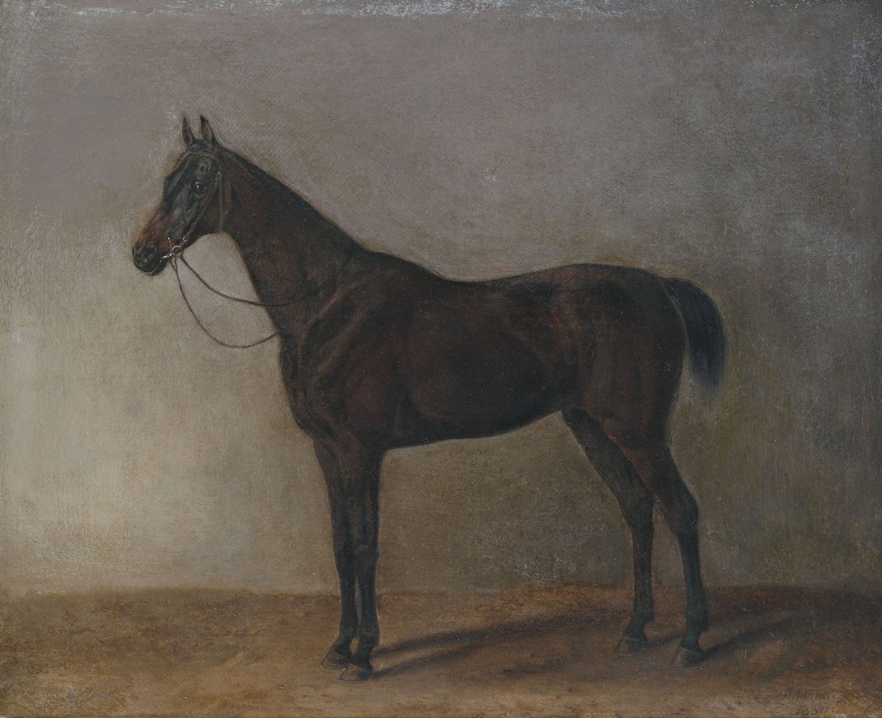 Castrado de Albrecht Adam